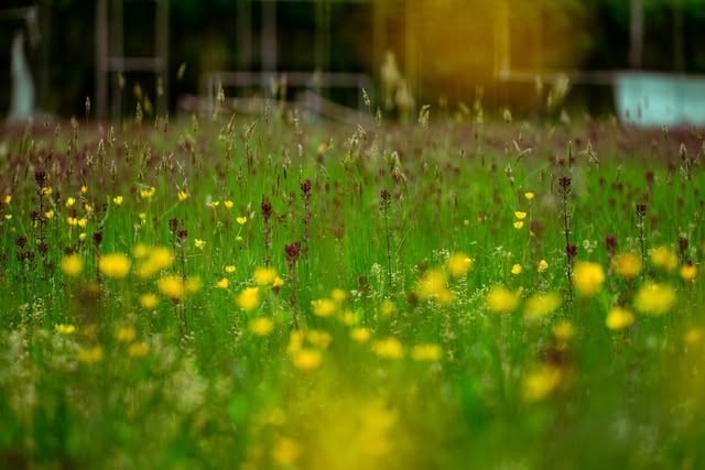 Meadow of yellow buttercups and wildflowers catching the evening sun
